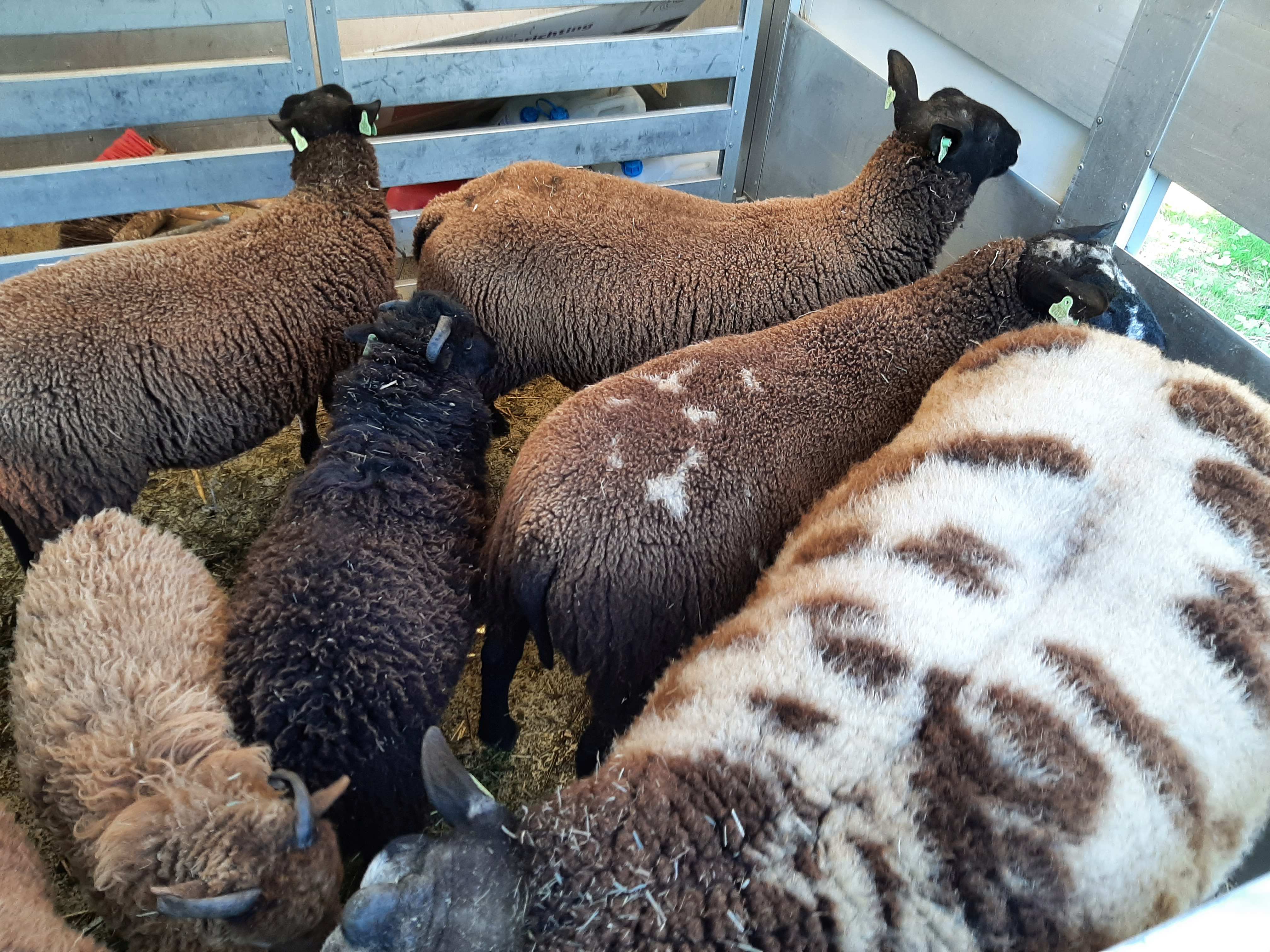 https://www.nieuwegeinsewijken.nl/batau-zuid/upload/afbeeldingen/schaap1.jpg
