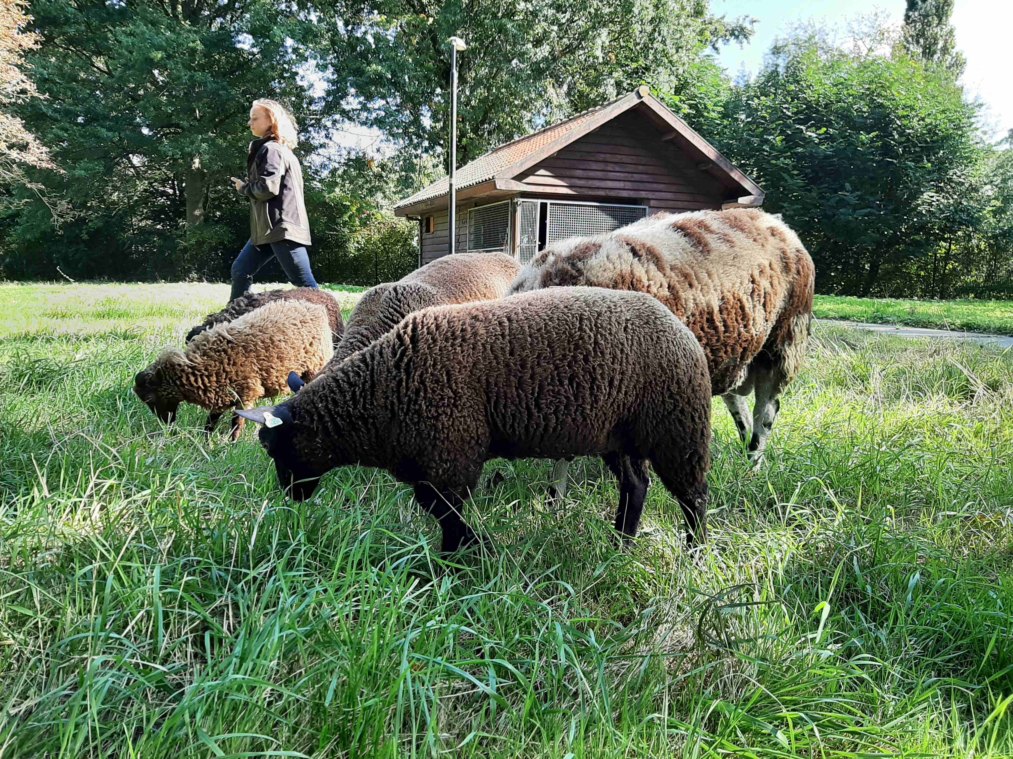 https://www.nieuwegeinsewijken.nl/batau-zuid/upload/afbeeldingen/schaap2.jpg