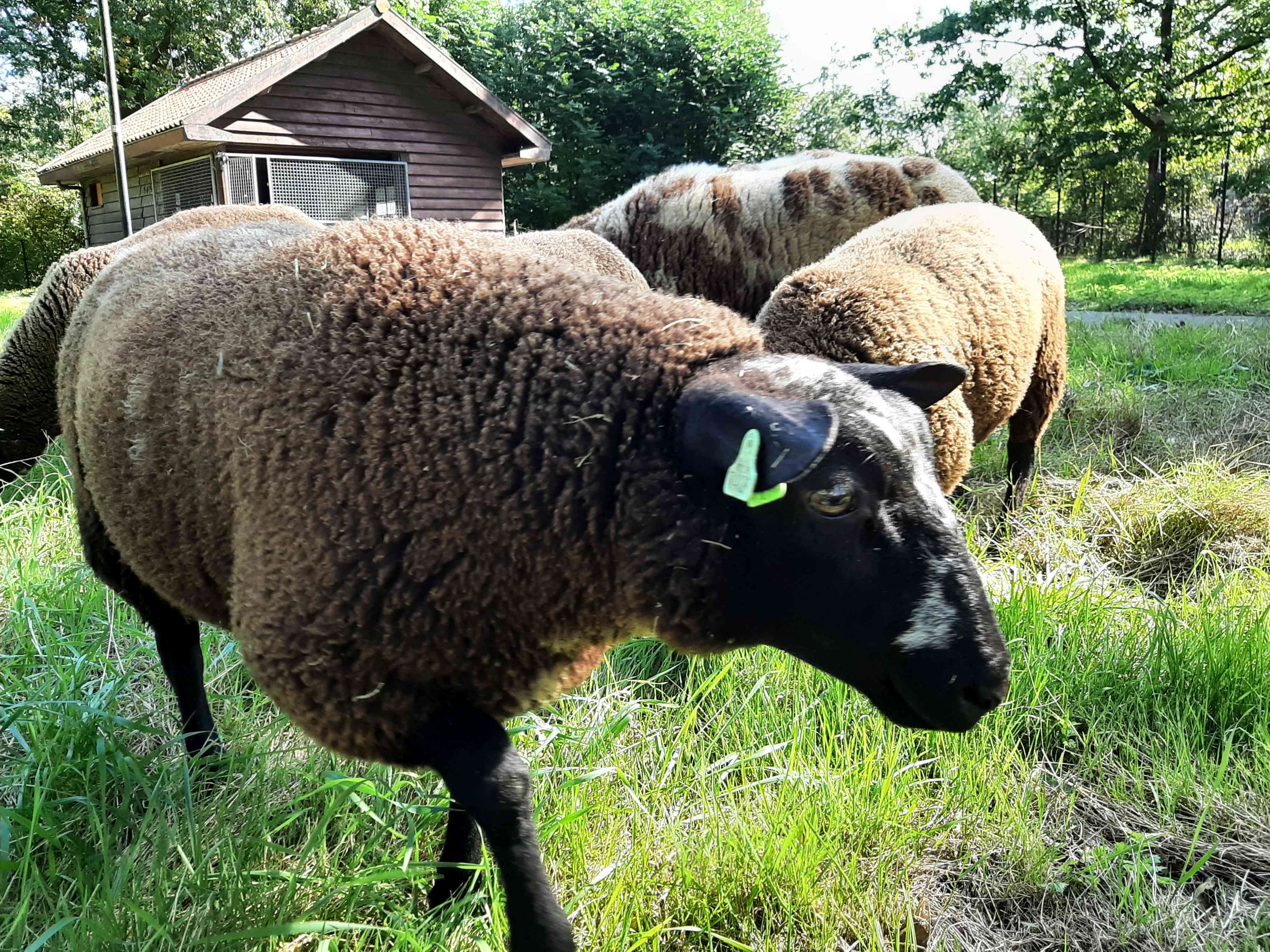 https://www.nieuwegeinsewijken.nl/batau-zuid/upload/afbeeldingen/schaap3.jpg