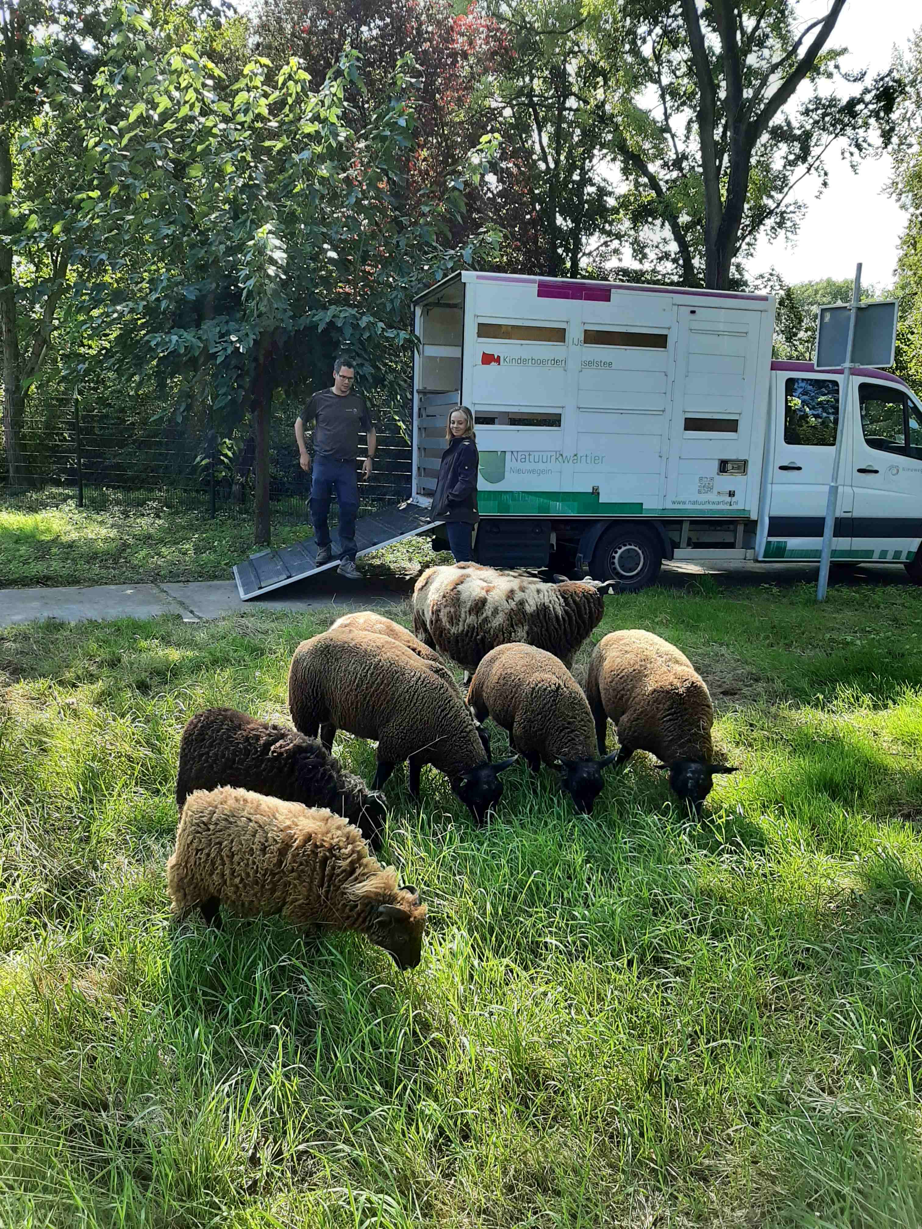 https://www.nieuwegeinsewijken.nl/batau-zuid/upload/afbeeldingen/schaap4.jpg